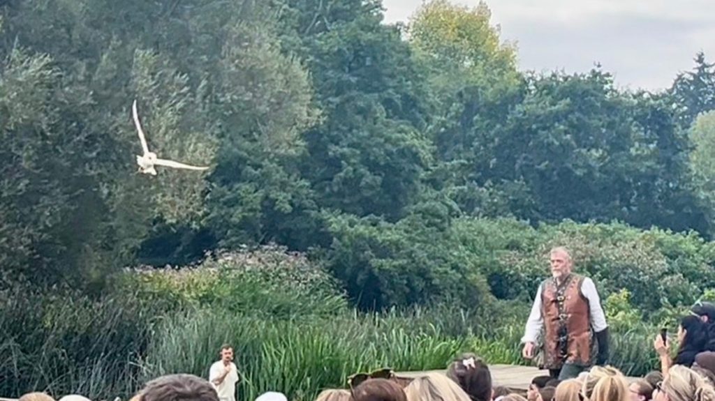 Falconer's Quest bird display at Warwick Castle