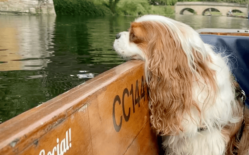 dog enjoying a river boat trip
